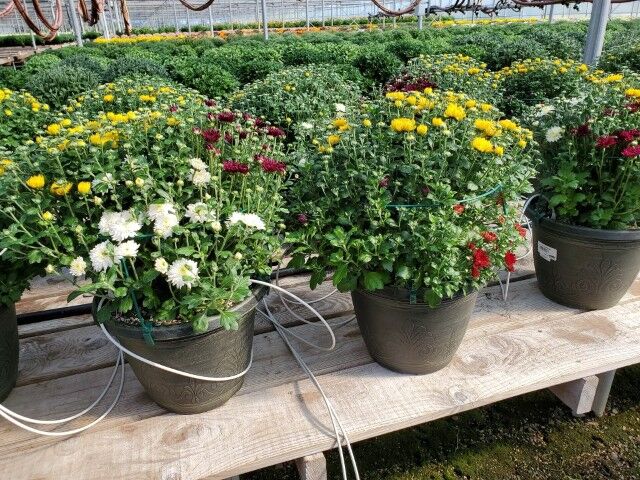 Tom Desanto Greenhouses Bedding Assorted Plants