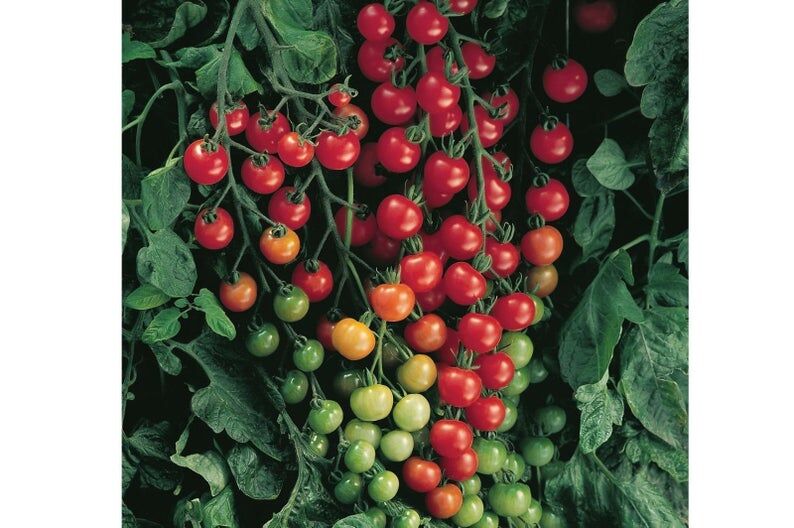 Moss Greenhouses Cagey Tomato