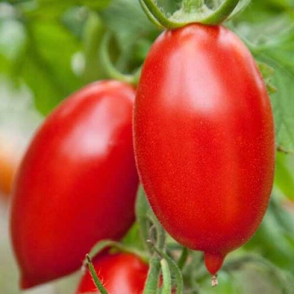 Moss Greenhouses Cagey Tomato