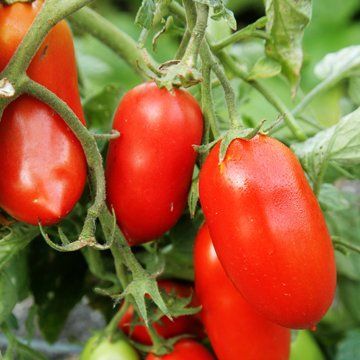 Moss Greenhouses Cagey Tomato