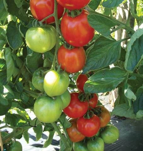 Moss Greenhouses Cagey Tomato