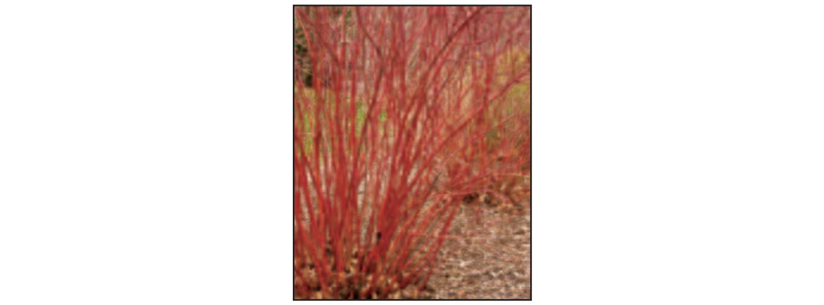 Sester Farms Bailey Redtwig Dogwood #2