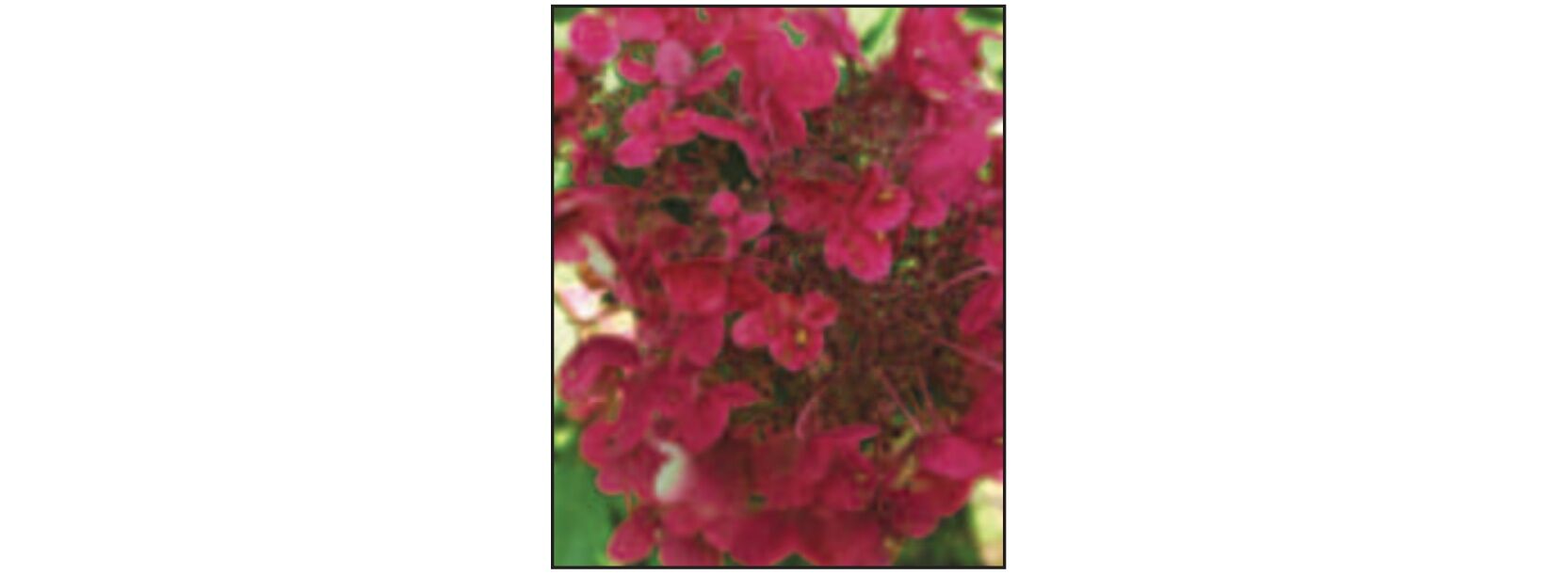 Sester Farms Fire And Ice Hydrangea #2