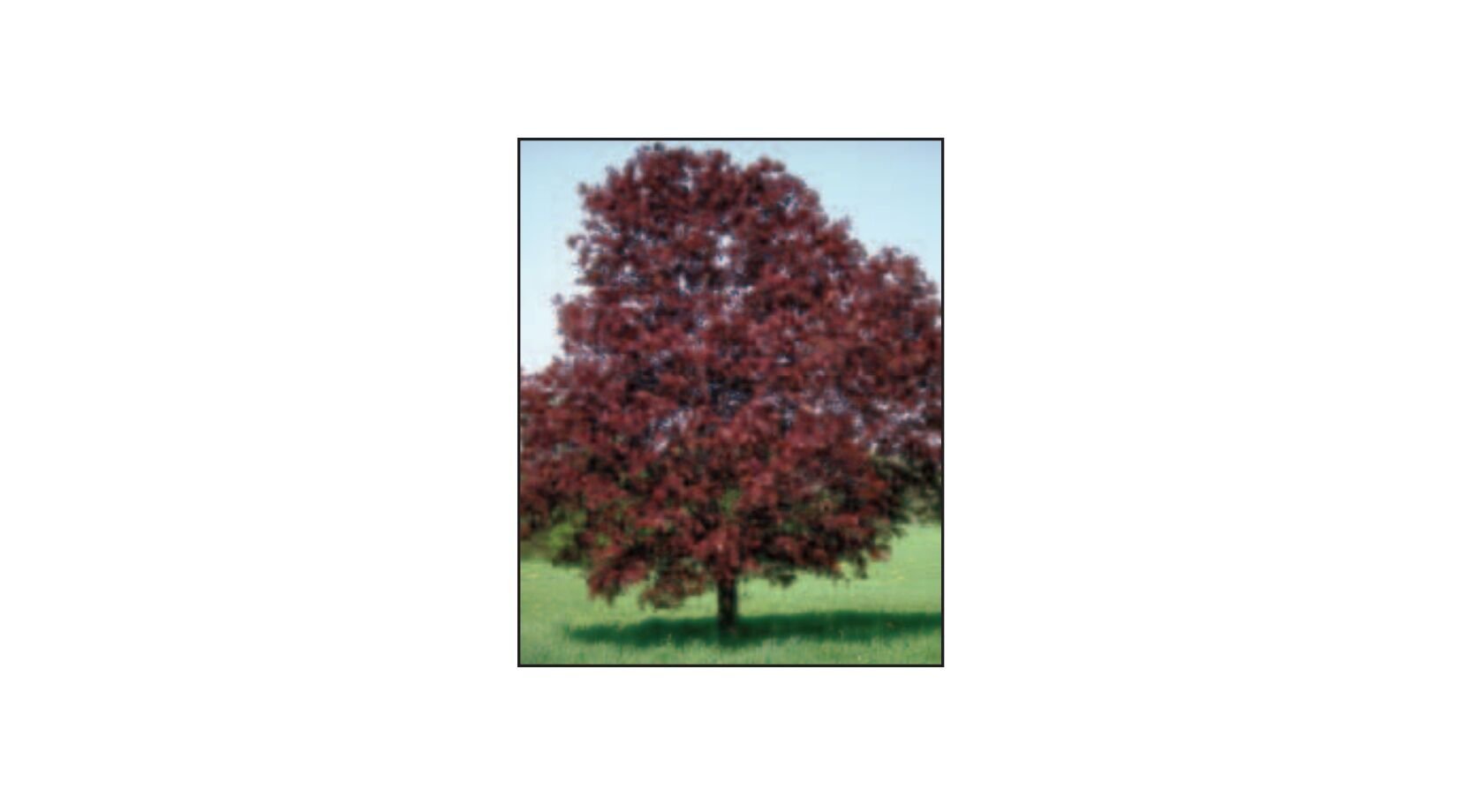 Sester Farms Royal Red Maple #7