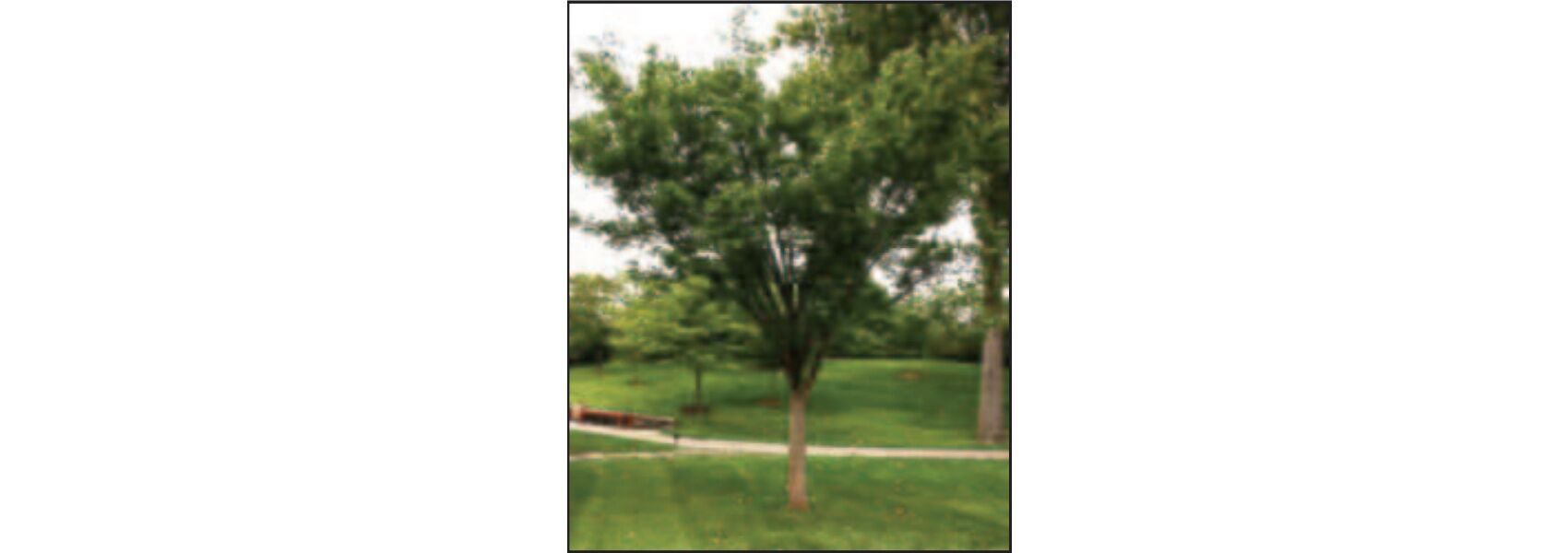 Sester Farms Village Green Zelkova #5