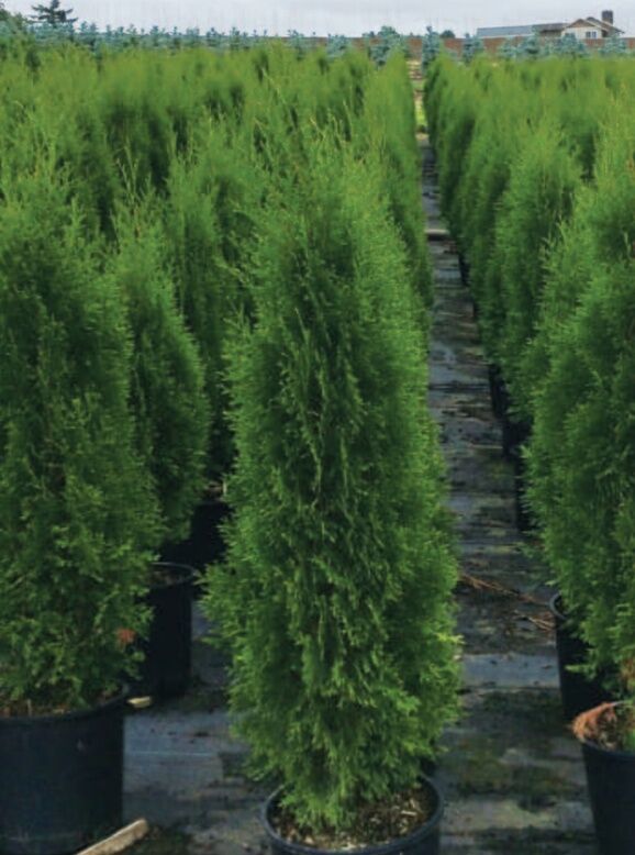 Sester Farms Emerald Green Arborvitae #7