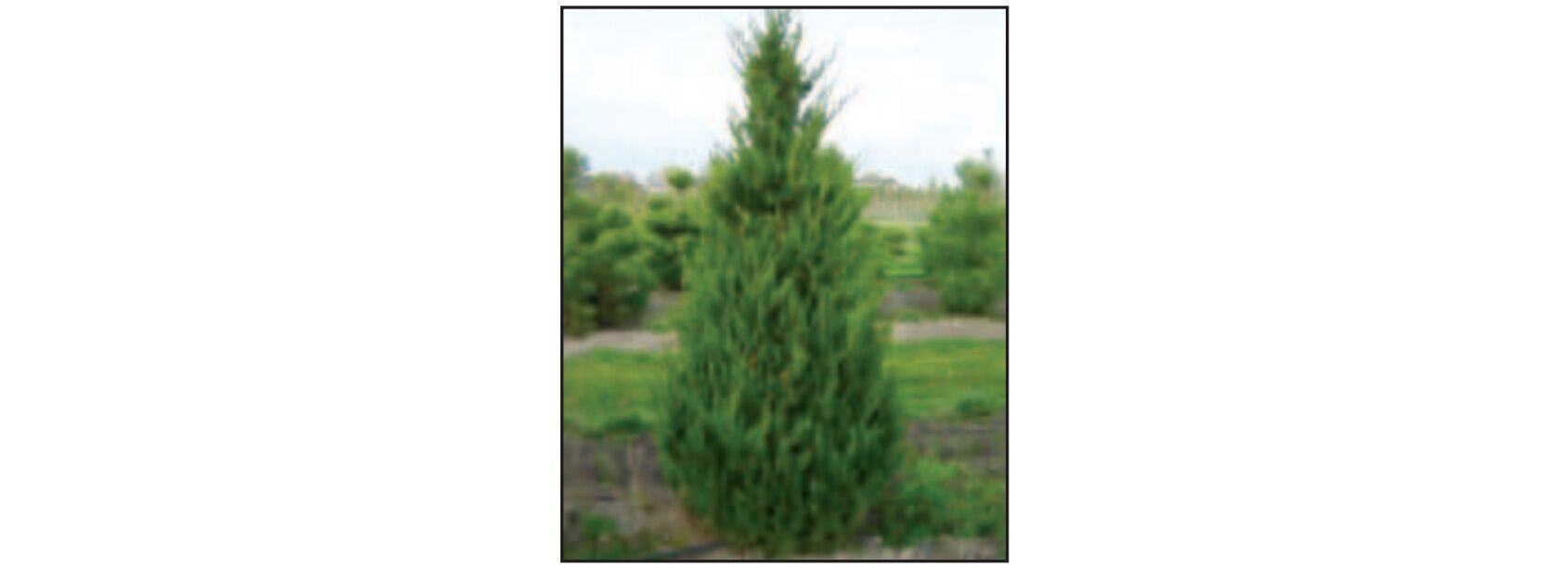 Sester Farms Spartan Juniper #5