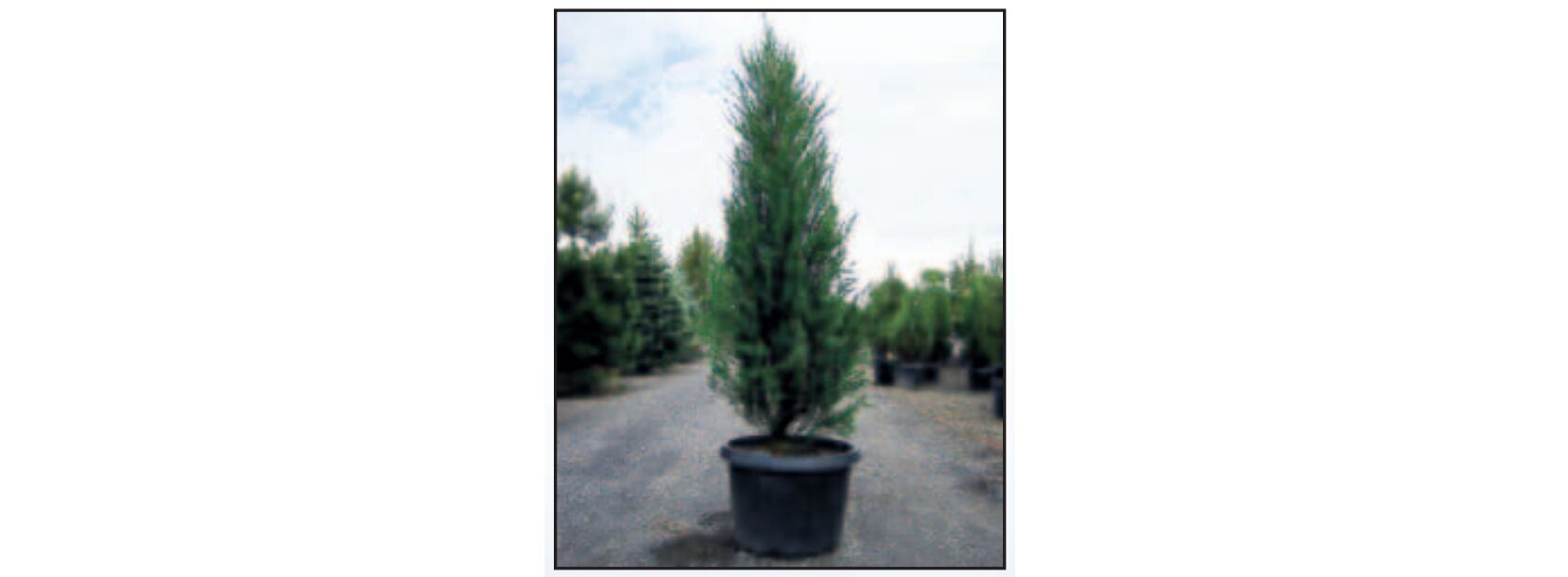 Sester Farms Blue Arrow Juniper #7
