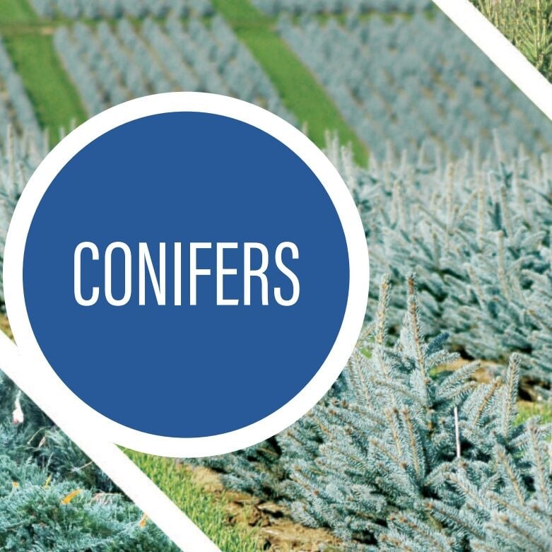 Sester Farms Evergreen Conifer Tree #15 CS