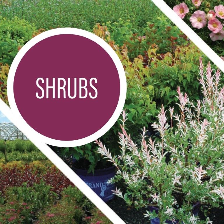 Sester Farms Deciduous Shrub #5 Super CS