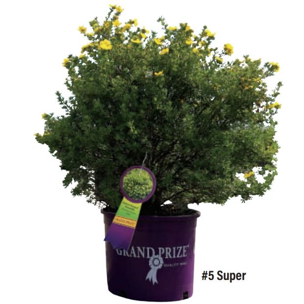 Sester Farms Deciduous Shrub #5 Super CS