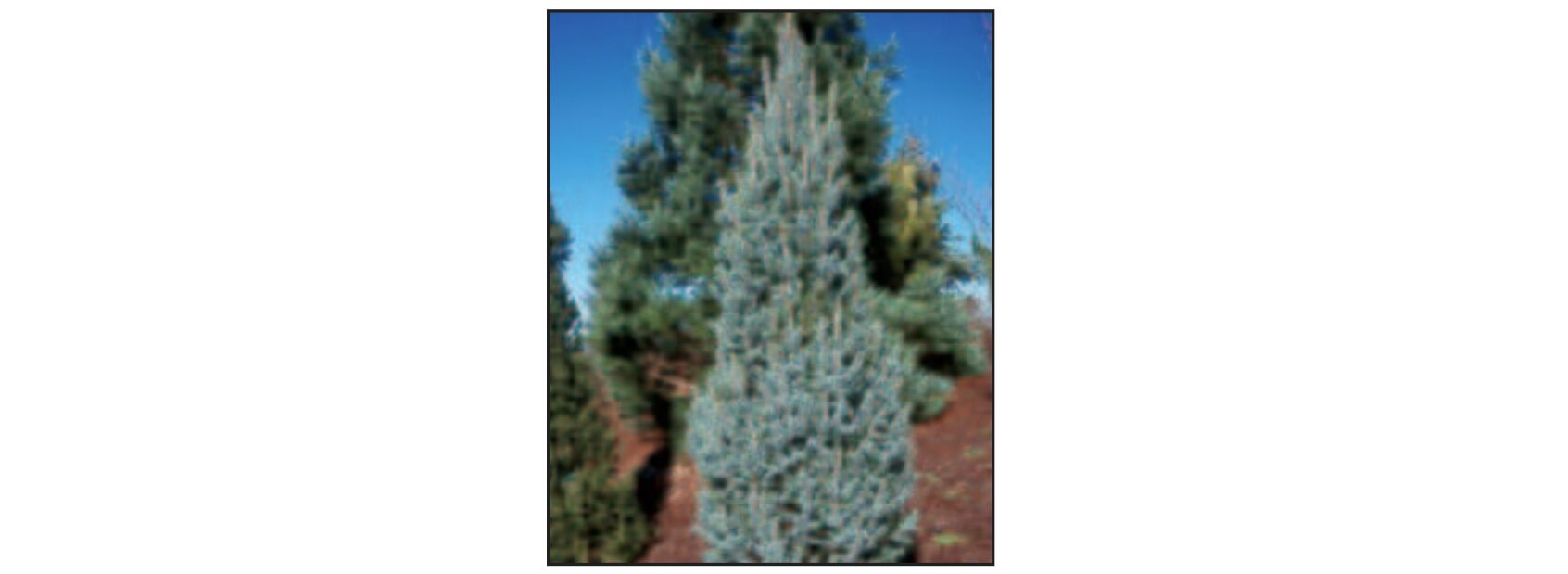 Sester Farms Fastigiata Spruce #7