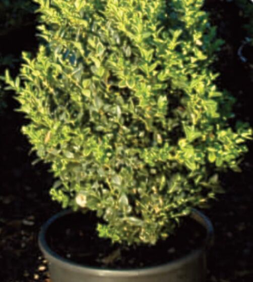 Sester Farms Julia Jane Boxwood #5