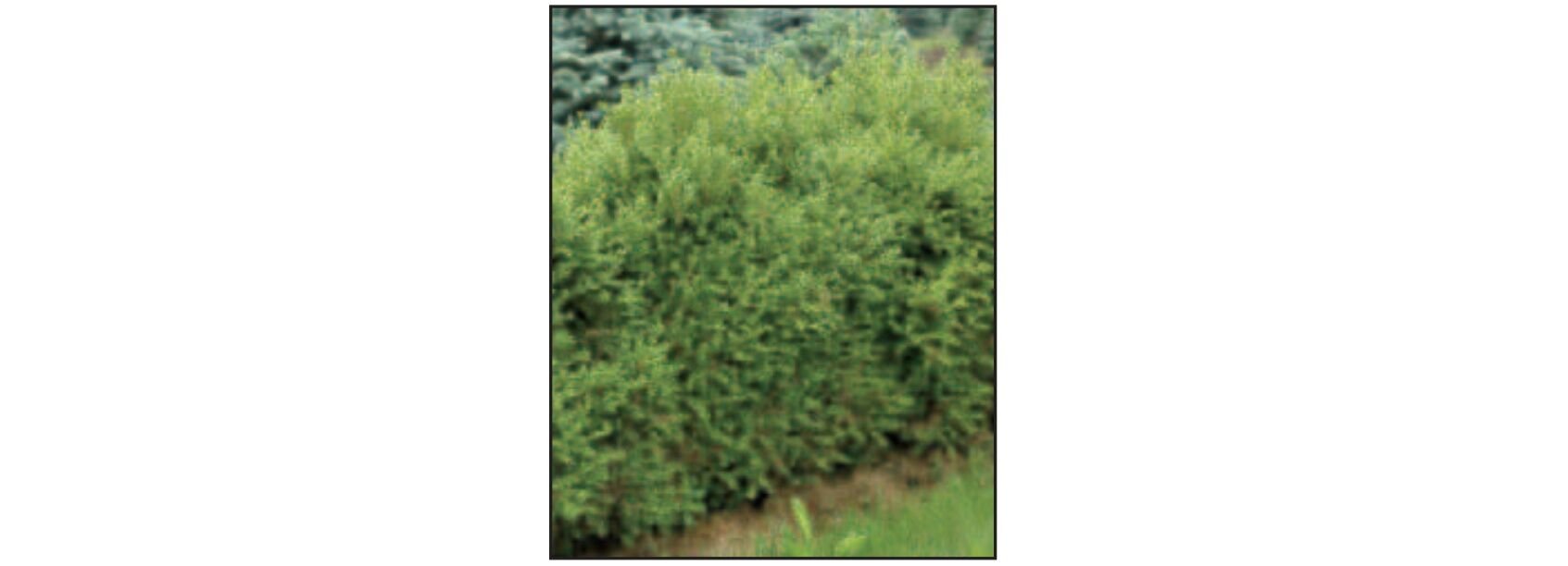 Sester Farms Green Mountain Boxwood #5