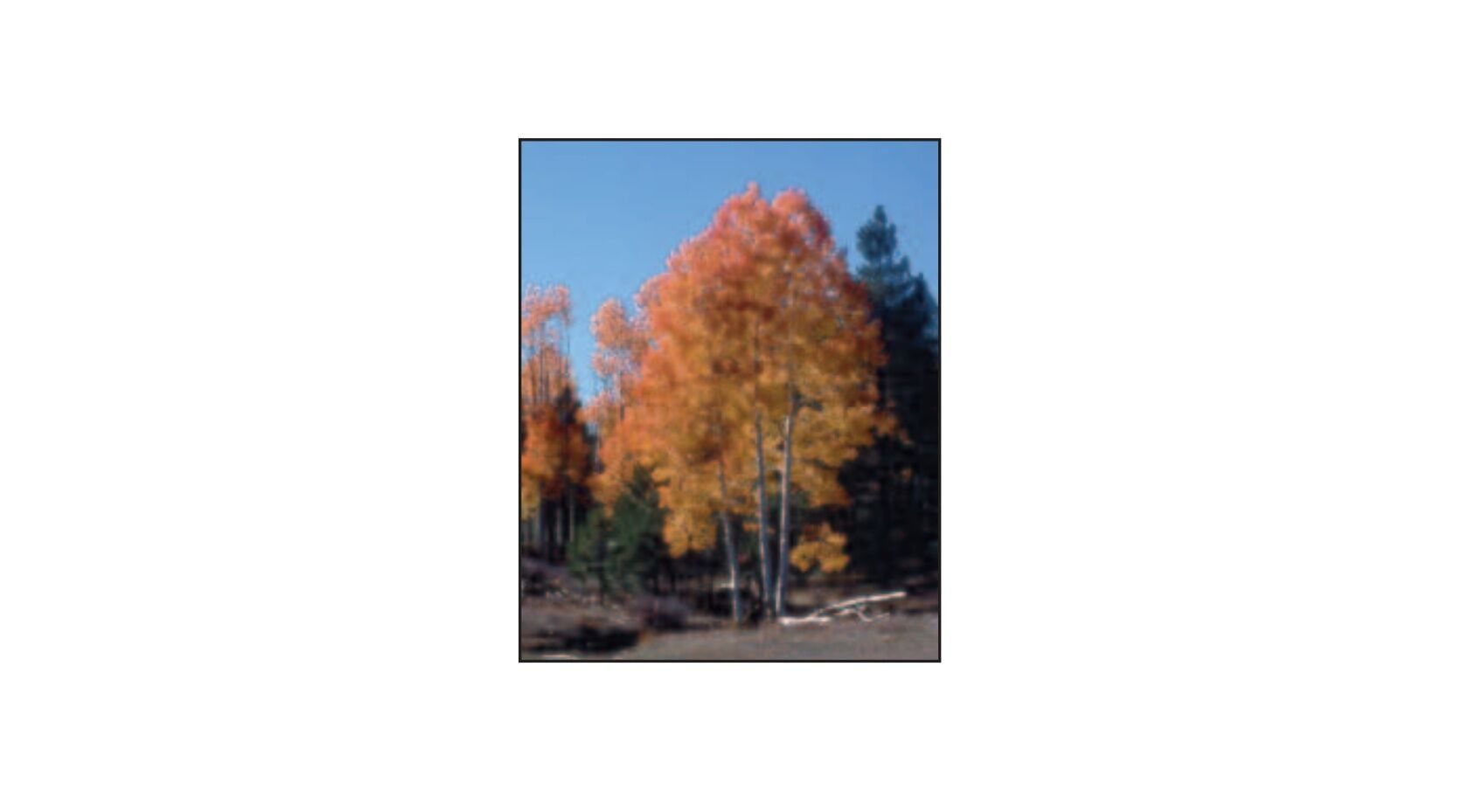 Sester Farms Quaking Aspen #7