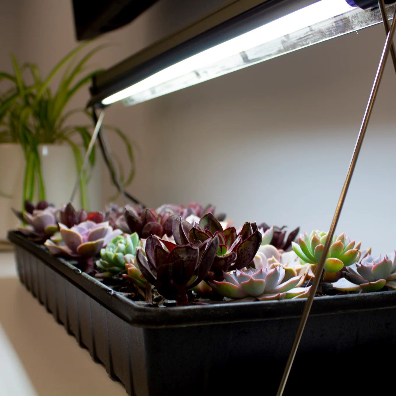 Ferry-Morse Indoor Grow Light Fixture with T5 Bulb, 24-In x 11-In