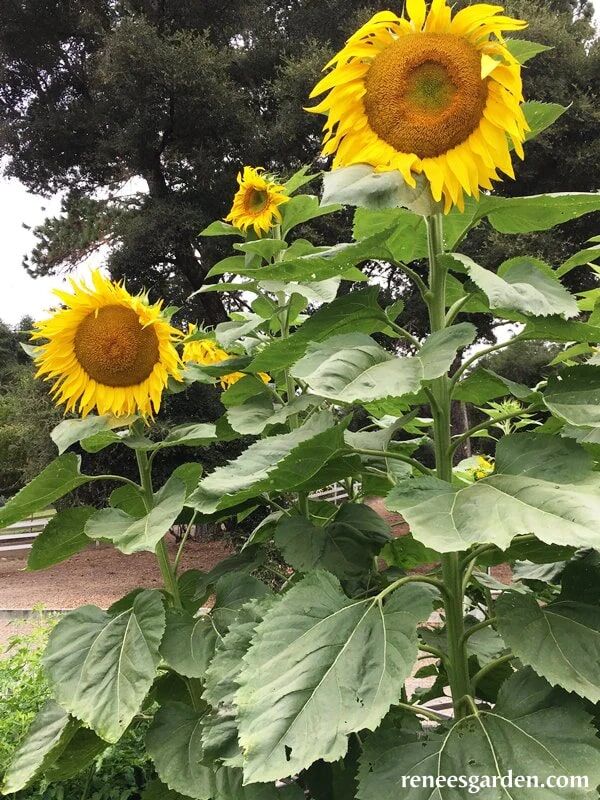 Renee's Garden Giant Sunflowers Heirloom Titan Seeds