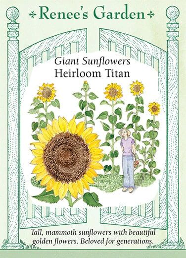Renee's Garden Giant Sunflowers Heirloom Titan Seeds
