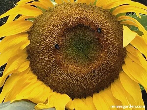 Renee's Garden Giant Sunflowers Heirloom Titan Seeds