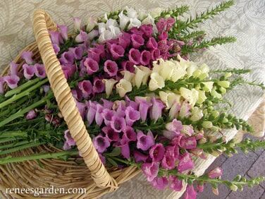 Renee's Garden Hummingbird Foxgloves Carousel Mix Seeds