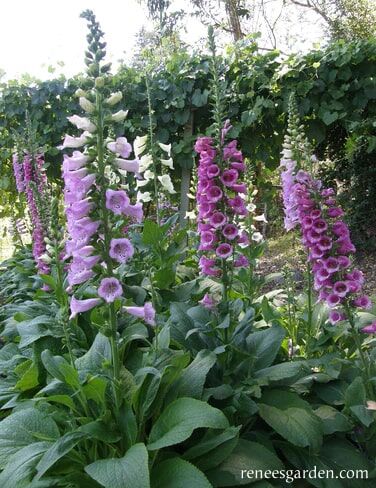 Renee's Garden Hummingbird Foxgloves Carousel Mix Seeds