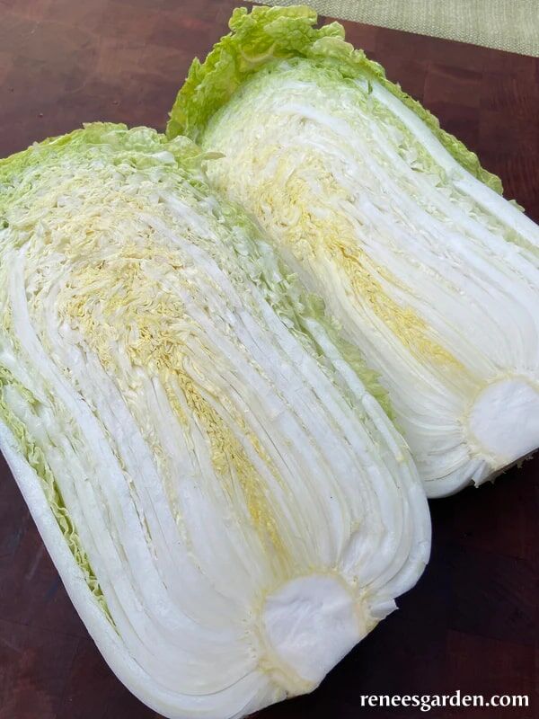 Renee's Garden Napa/Chinese Cabbage Aiko Seeds