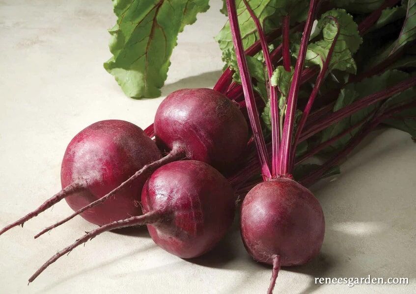 Renee's Garden Roasting Beets Sweet Merlin