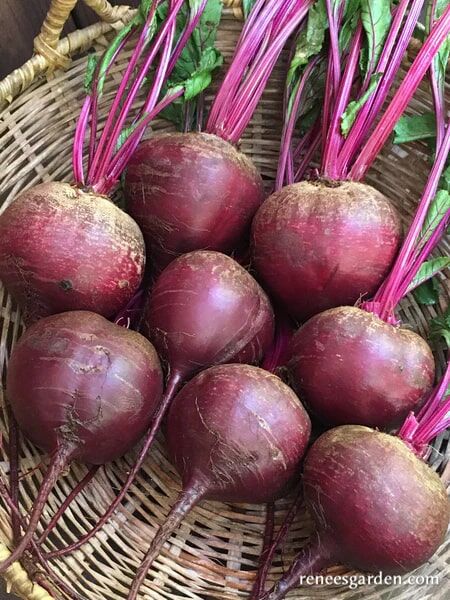 Renee's Garden Roasting Beets Sweet Merlin