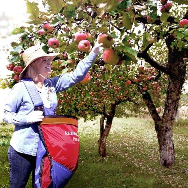 Red Rooster Fruit Picking Bag - 60 lb