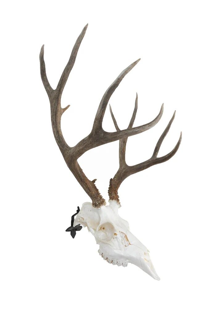 Dead On Display Angle Skull Mount Bracket Adapter