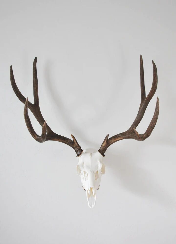 Dead On Display Angle Skull Mount Bracket Adapter