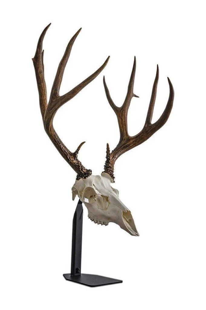 Dead On Display Desktop European Skull Mount Bracket