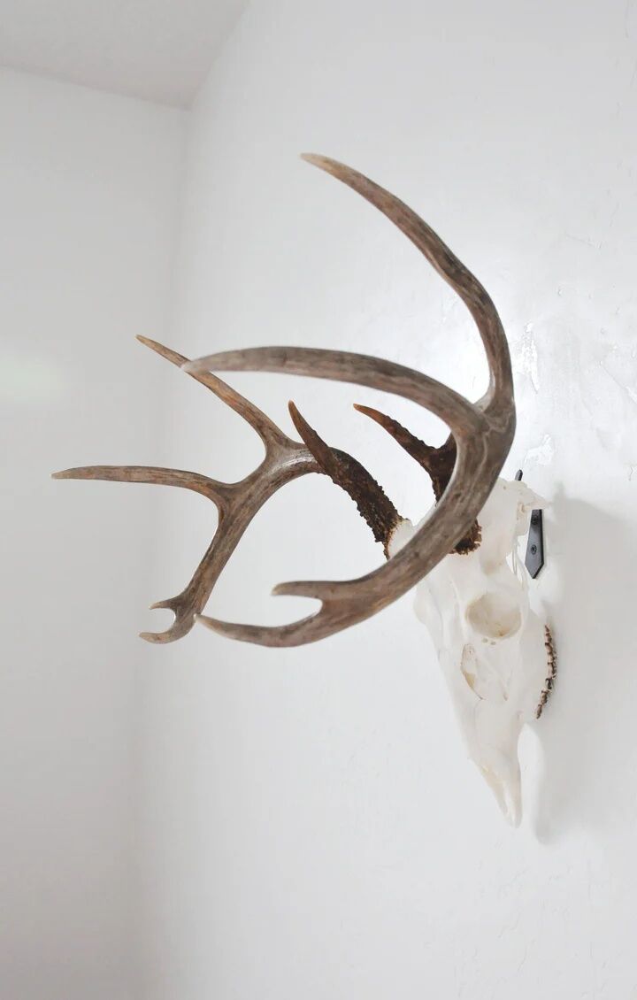 Dead On Display Medium European Hanger Mount