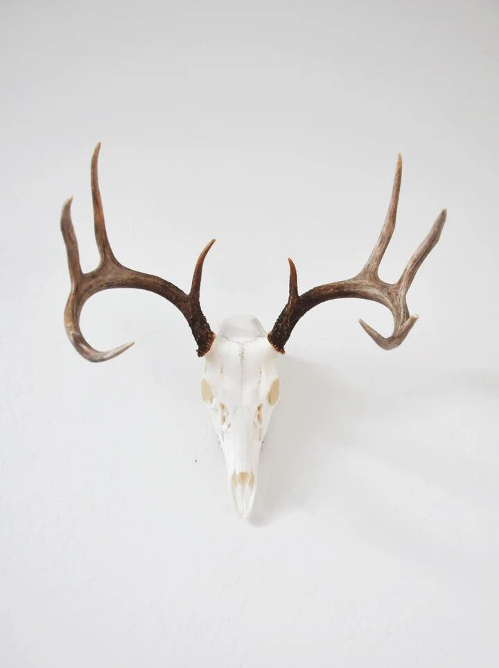 Dead On Display Medium European Hanger Mount