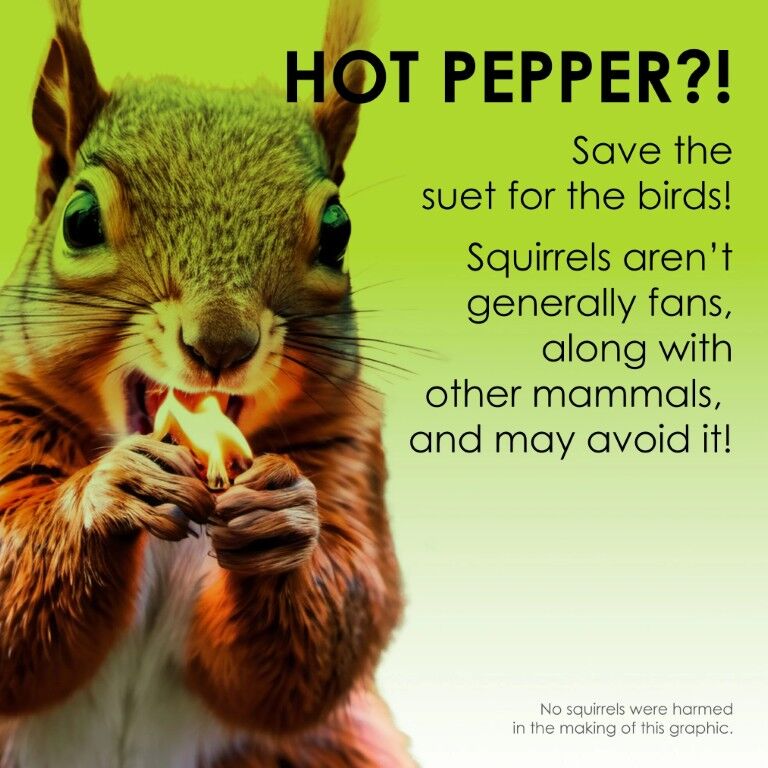 Heath Outdoor Products Hot Pepper Squirrel-Resistant Suet Cake, 11.25-Oz