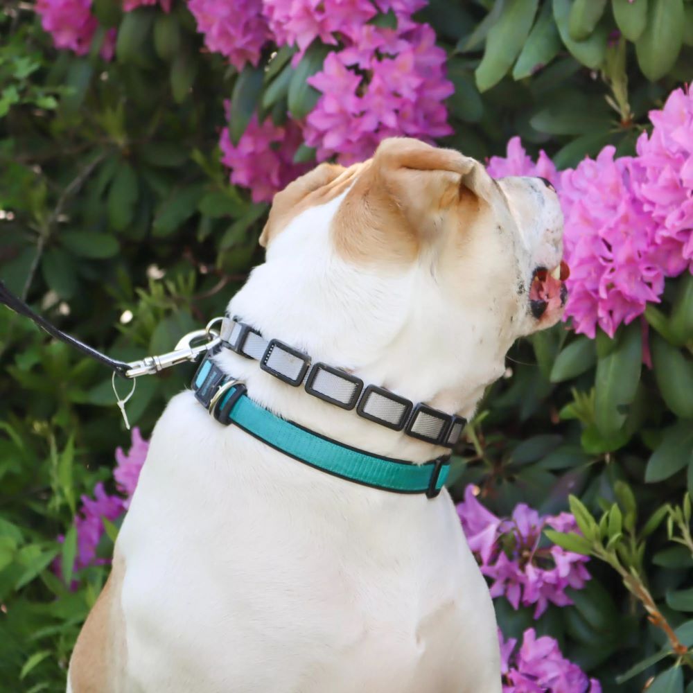 Coastal Pet Products Gray Natural Control Training Collar, 1-In x 16-In