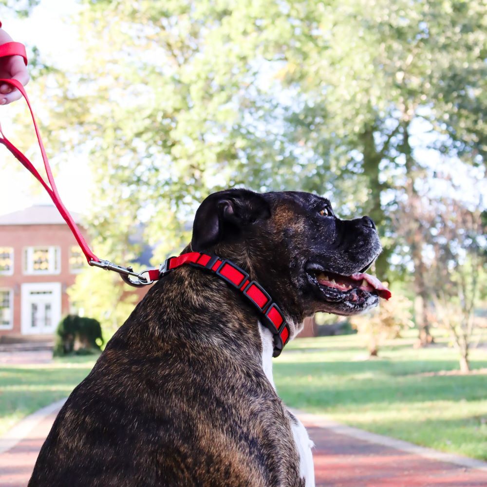 Coastal Pet Products Red Natural Control Training Collar, 1-In x 22-In