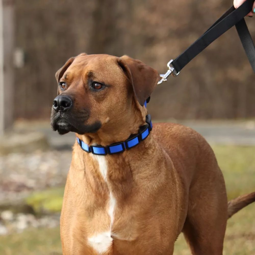 Coastal Pet Products Natural Control Training Collar Additional Links, 3-Pk