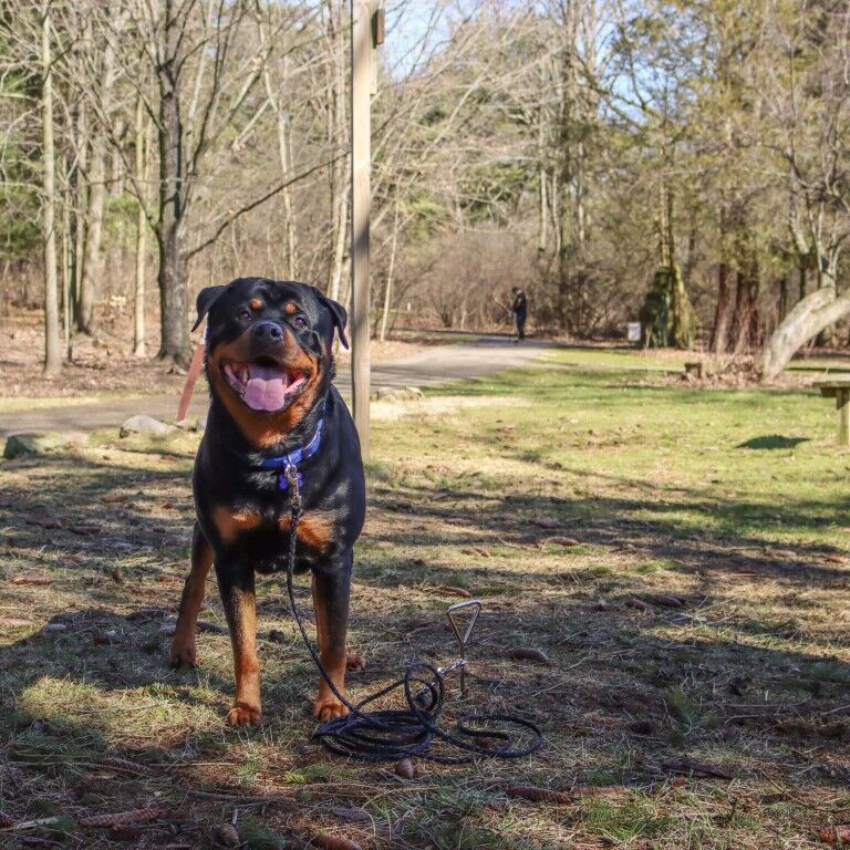 Titan Dog Tie Out Stake for Hard Soil, 20-In