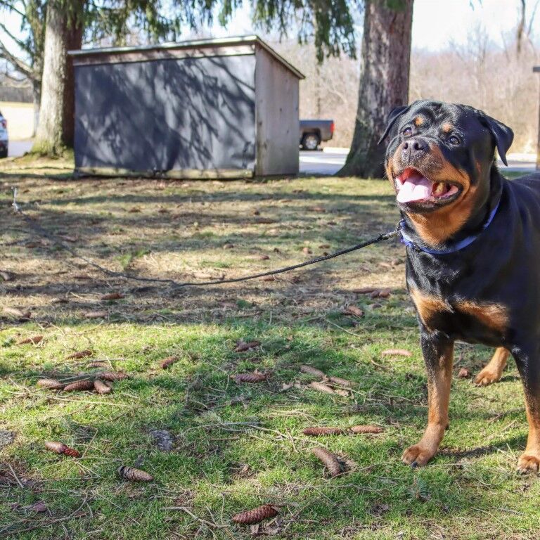 Titan Dog Tie Out Stake for Hard Soil, 20-In