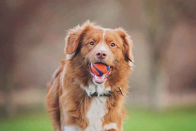 Chuckit! Medium Fetch Medley Balls, 3-Pk