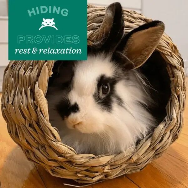 Oxbow Timothy Club Large Timothy Bungalow