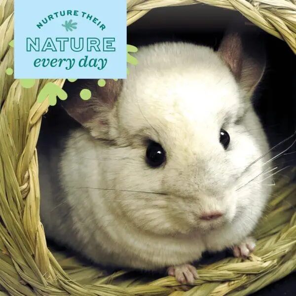 Oxbow Timothy Club Large Timothy Bungalow