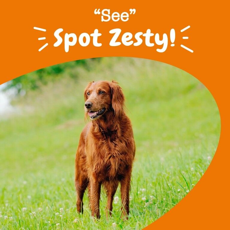 Zesty Paws Senior Advanced Vision Bites For Senior Dogs, 90-Ct