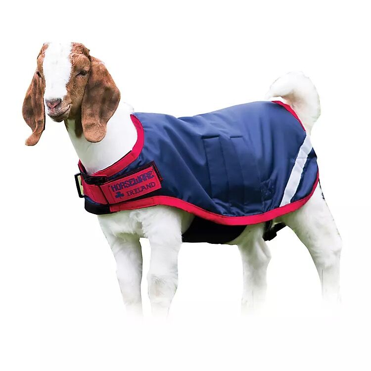 Goat Coat in Navy, Medium