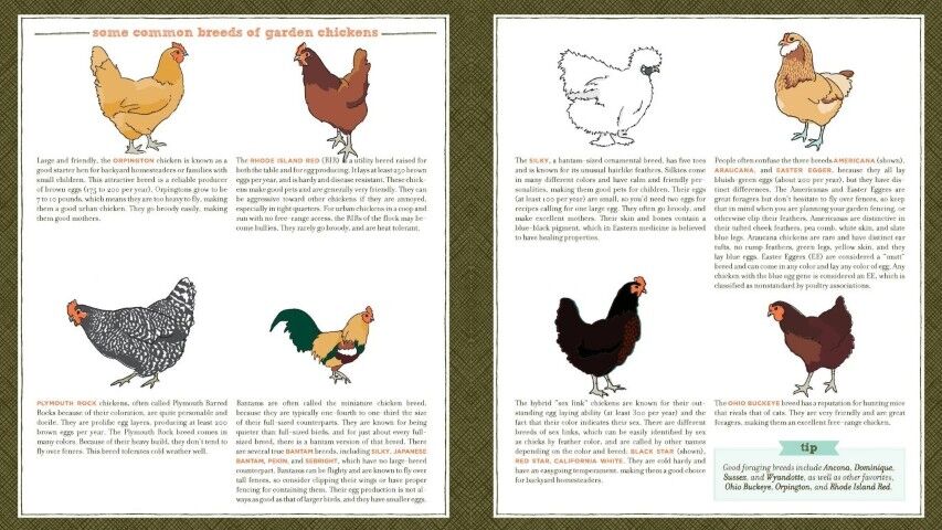Timber Press Free-Range Chicken Gardens Paperback By Jessi Bloom
