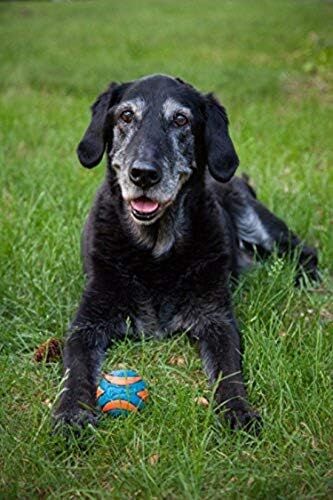 Chuckit! Ultra Squeaker Ball