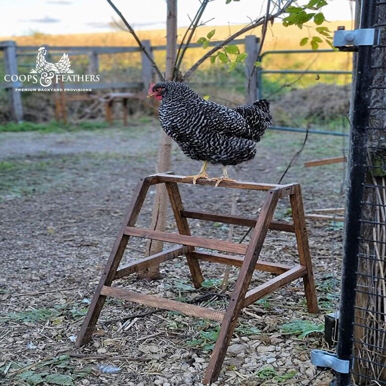 Coops & Feathers A-Frame Roosting Ladder, Small