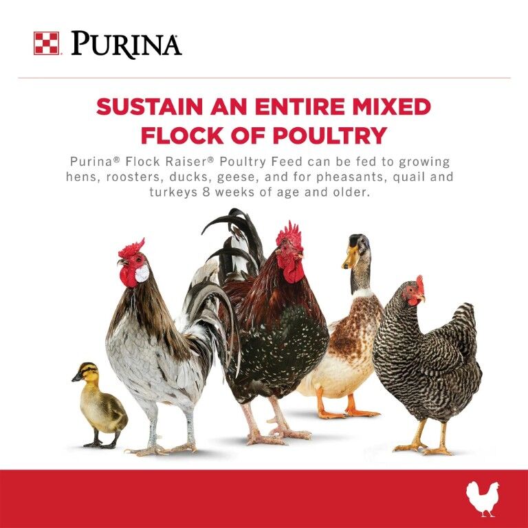 Purina Flock Raiser Pellets, 50-Lb
