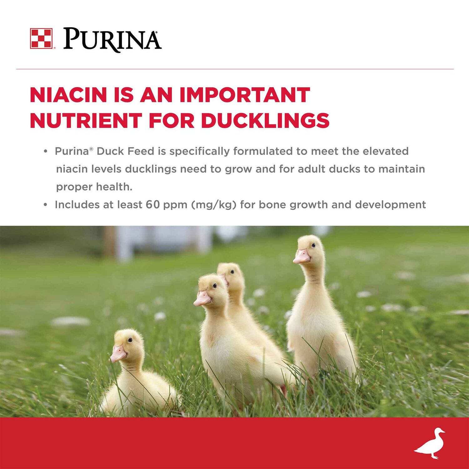 Purina Duck Feed Pellets, 40-Lb